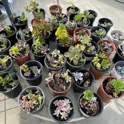 1 Gallon Succulent Plants 