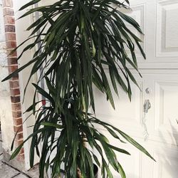 Dracaena Tree With Oriental Ceramic Pot 