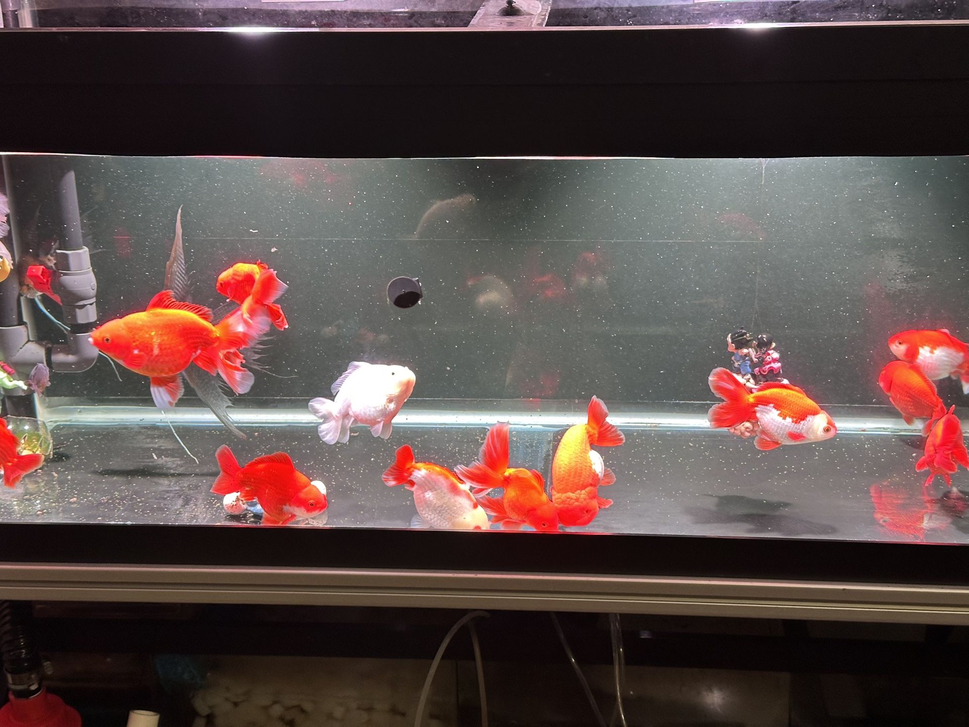 Aquarium