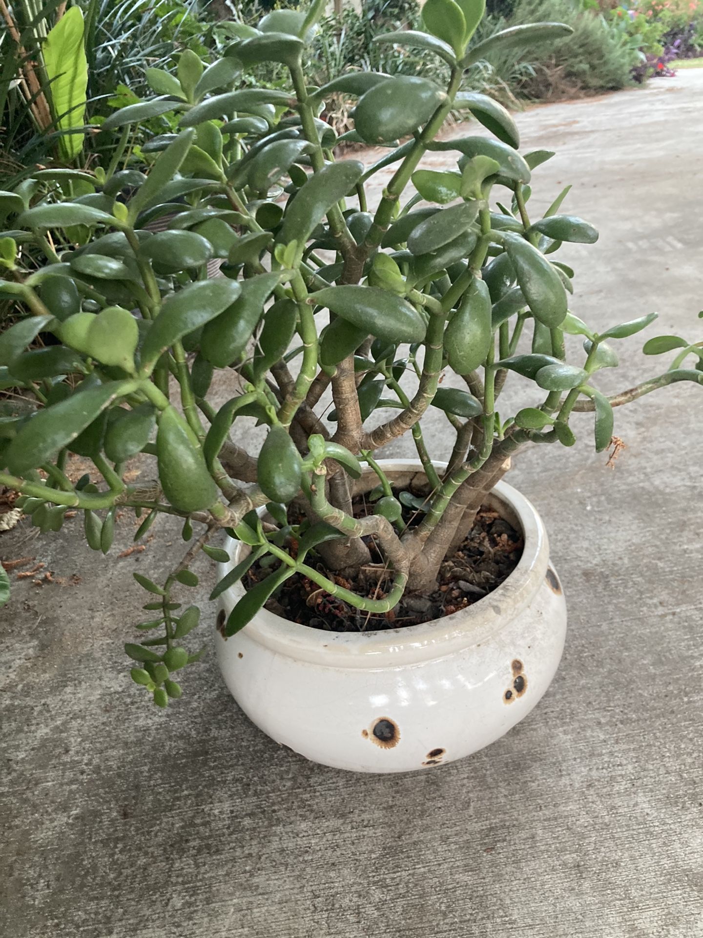 Beautiful Jay Plant & Pot