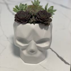 Succulent Planter