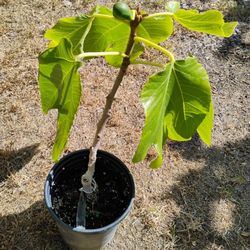 Fig Tree ( Craven Craving)