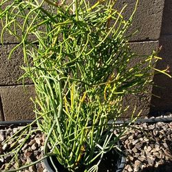 Pencil Cactus Plant /Desert Plant 
