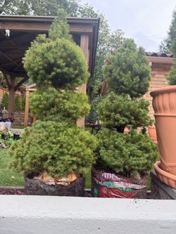 Premium Sculpted Evergreen Trees – Set of 2