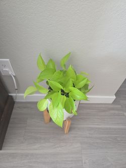 Neon photos
