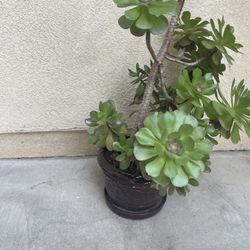 Cactus Plant