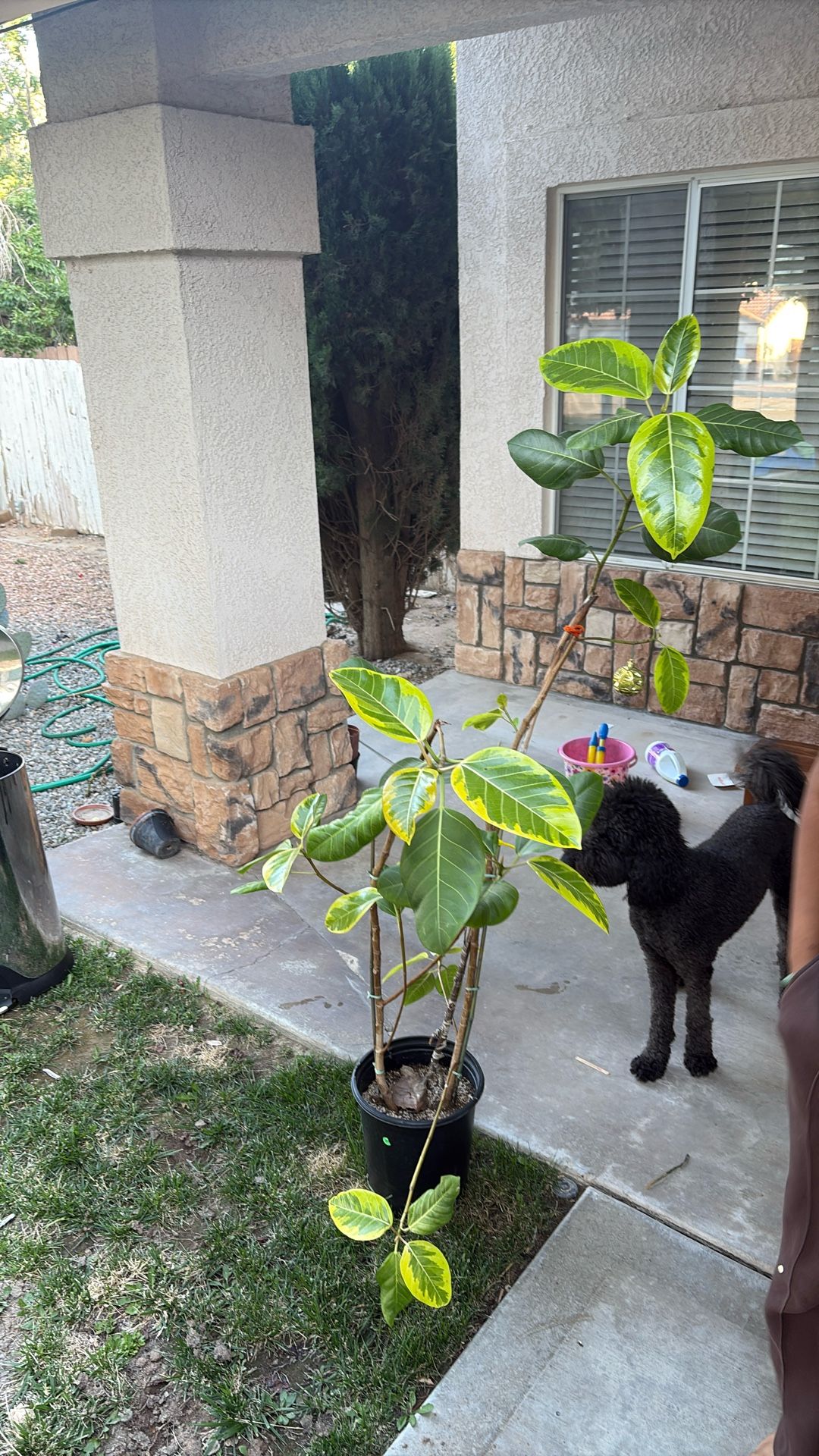 Vicus Audrey tree plant