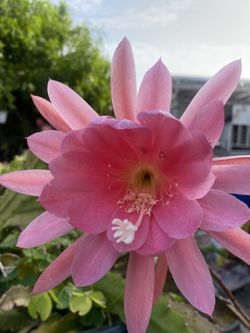 Orchid Cactus