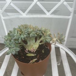 Succulents 