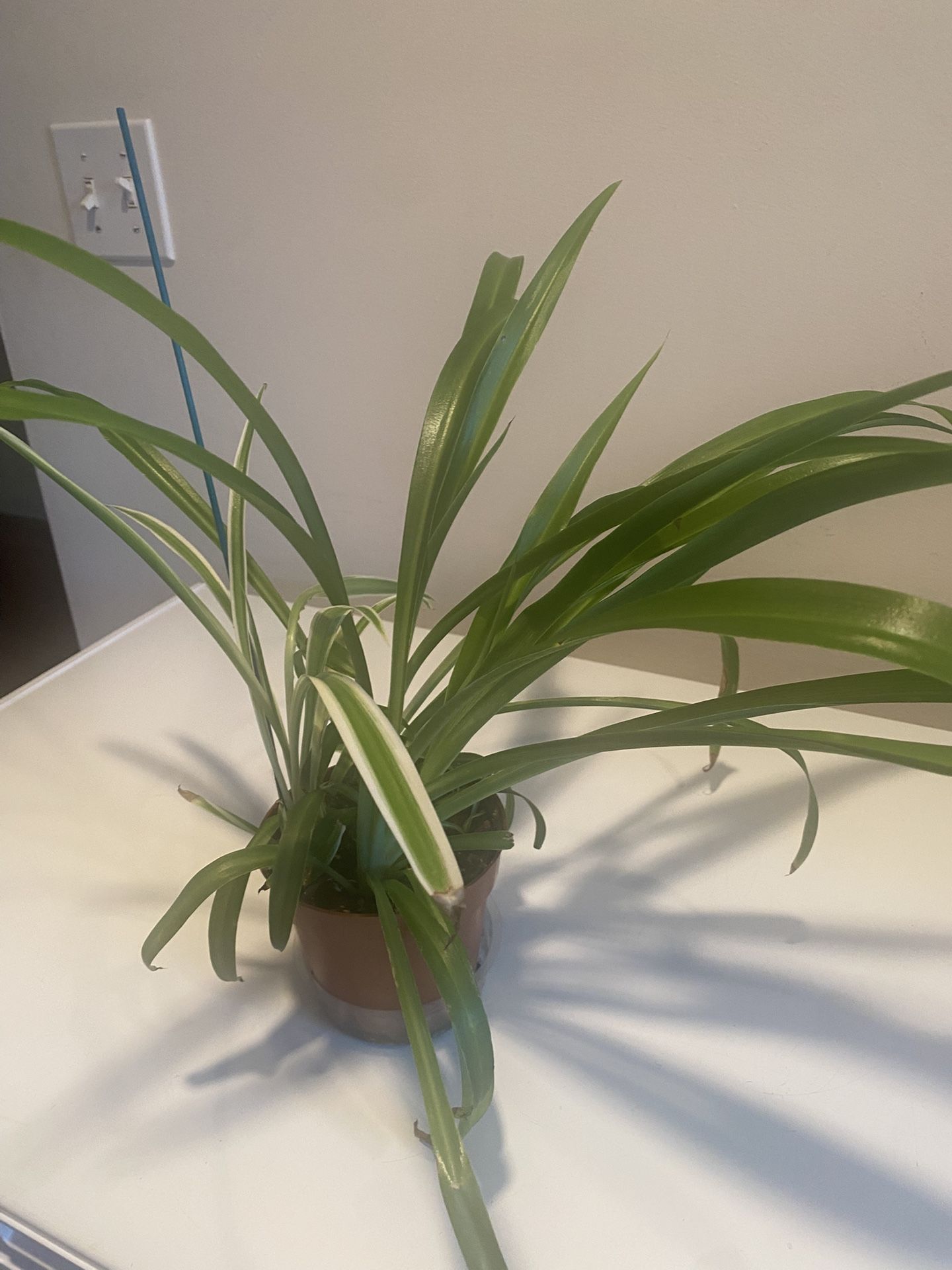 Spider Plant In 5” Pot