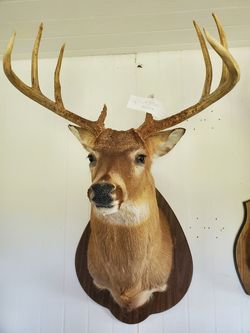 Taxidermy deer