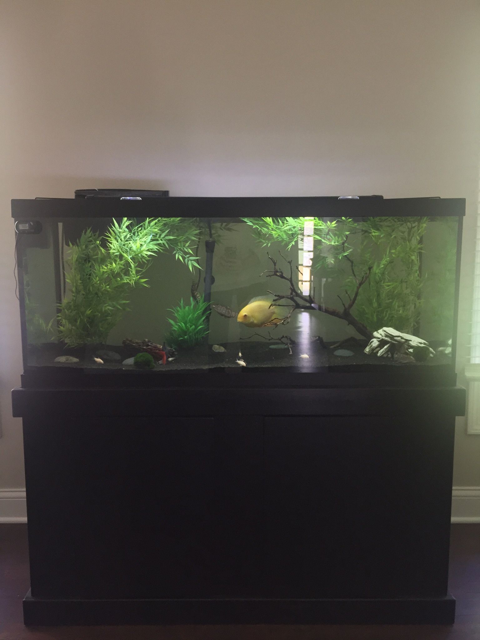 75 Gallon Fish tank stand and accessories good condition 