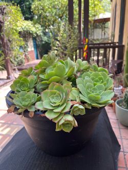 Nice succulent in large plastic pot