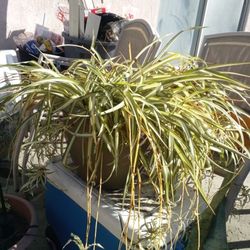 Big Spider Plant 