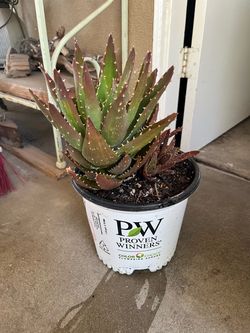 Golden Tooth Aloe