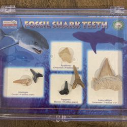 FOSSIL SHARK TEETH
