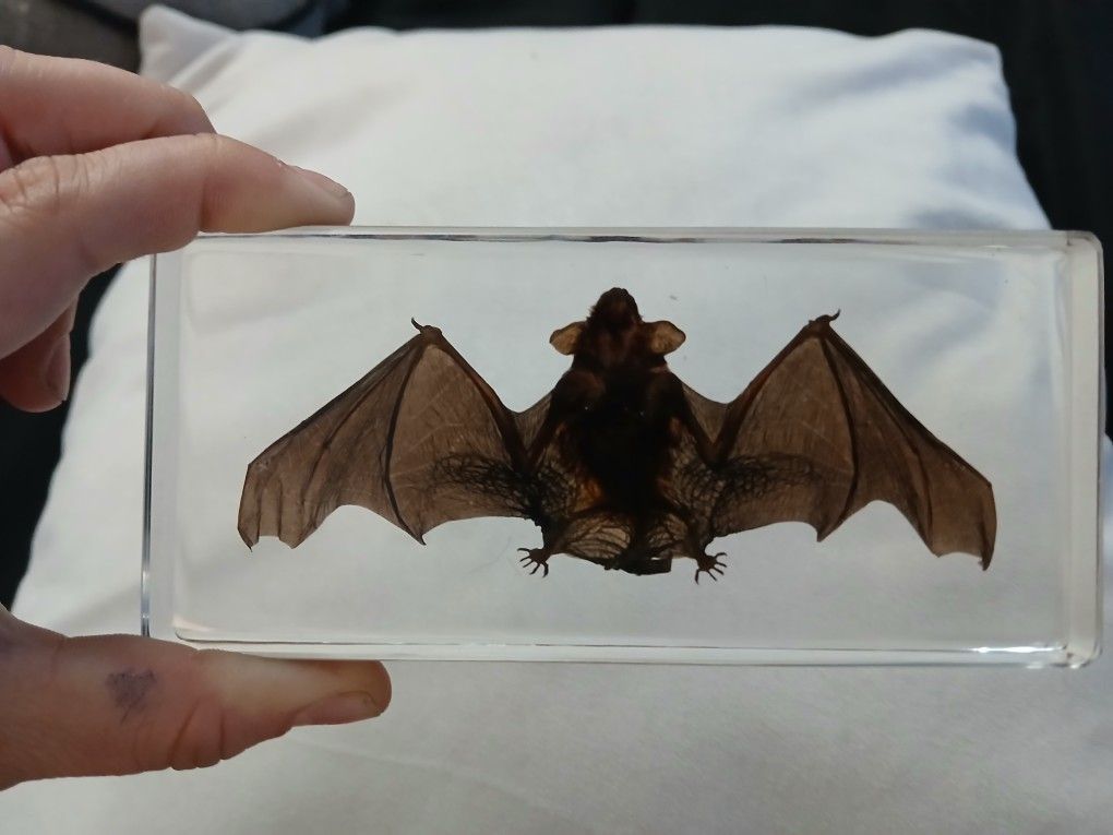 Bat