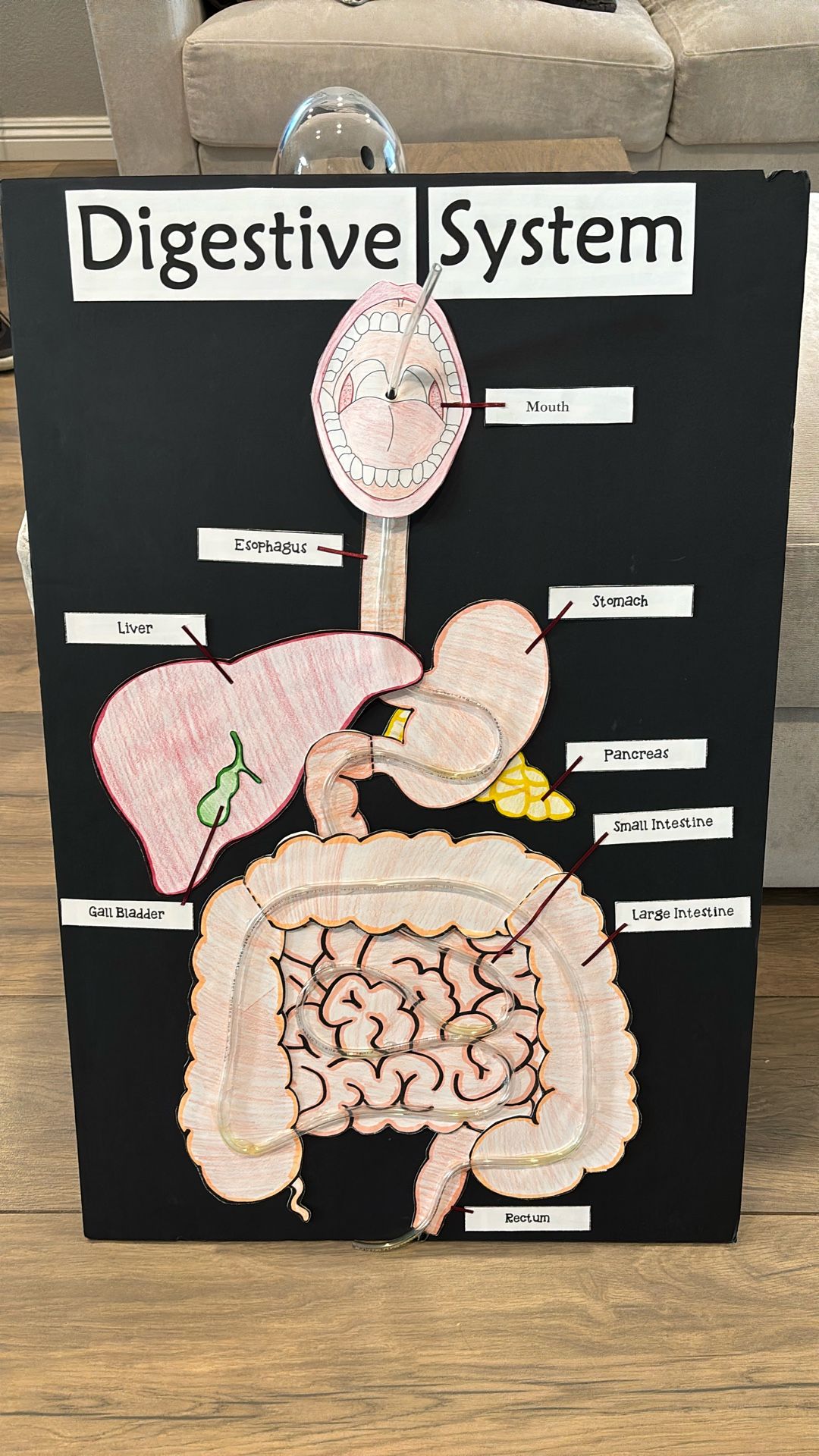 Digestive System Science Project