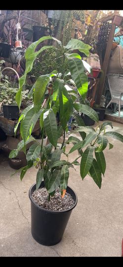 mango  dulce  grande