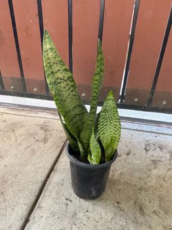 Snake plant