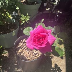 Rose Plant