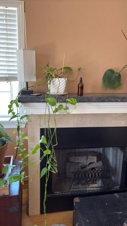 Golden Pothos