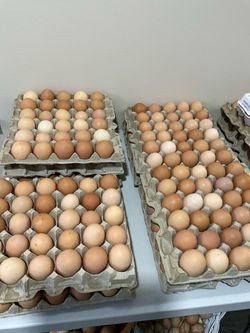 Huevos  orgánicos Organic eggs