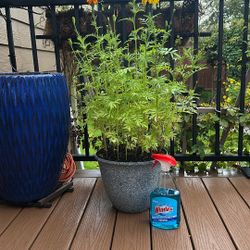 Beautiful Plant For Autumn