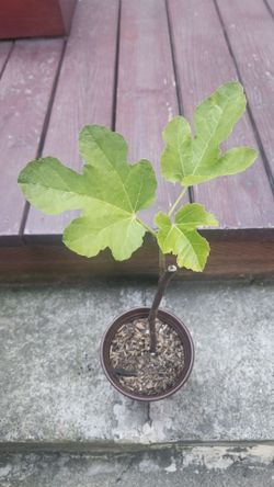 Fig tree starter