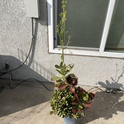 Plant Arrangements Multiple To Choose From Starting At $10.00