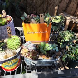 SUCCULLENT SALE THIS SUNDAY 6/26 IN SAN LORENZO