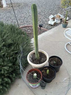 San Pedro Cactus $25