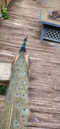Peacock