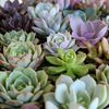 Succulent Love