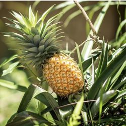 Sweet Pineapple Seedling Plant 2 Gallon