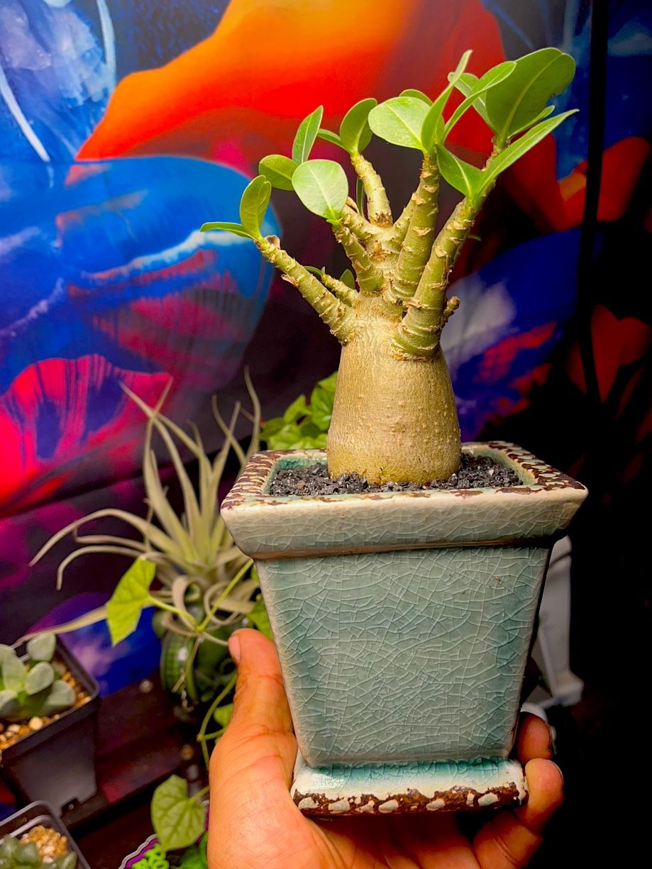 Beautiful Desert Rose With Amazing Blue Cracked Pot