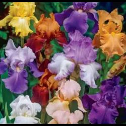 Mixed iris potted plants 10 for 30$