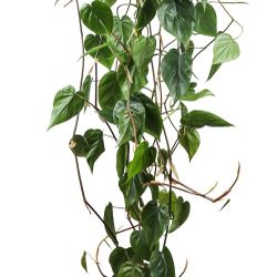 🪴HEART♥️LEAF //SWEETHEART philodendron 5’ TALL🙏PLS READ DESCRIPTION