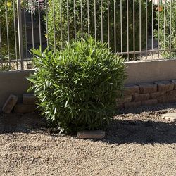 Free oleander bush