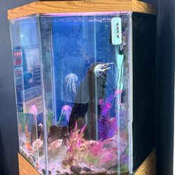 Upright 60 Gallon Fish Tank