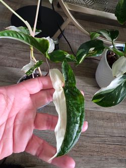Syngonium  - Albo