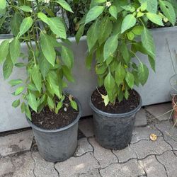 Plantas De Chile 🌶️ 