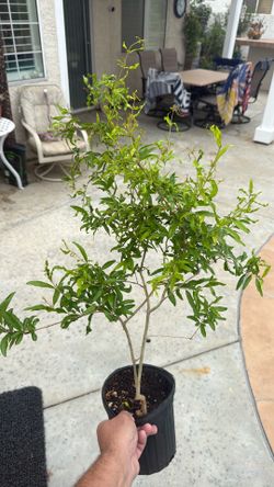 Pomegranate tree