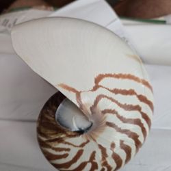 Nautilus Shell