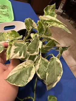 Pearl And Jade Plants 