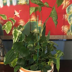 Natural Plant In Ceramic Vase