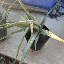 Jumbo Aloe Vera 