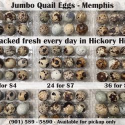Fresh Jumbo Quail Eggs