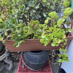 Plants
