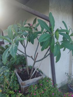 Pink Plumeria